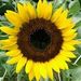 Profile Picture of Rolanda van Meeteren (@rolanda37ijzerman) on Pinterest
