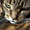 Profile Picture of kcredcat (@kcredcat) on Flickr