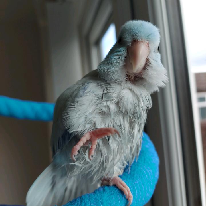 Profile Picture of Adam Reynolds (@@herbiethebird) on Tiktok