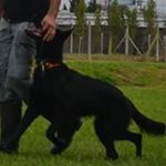 Profile Picture of Instructor Canino Claudio Arce (@instructor_canino_claudio_arce) on Instagram