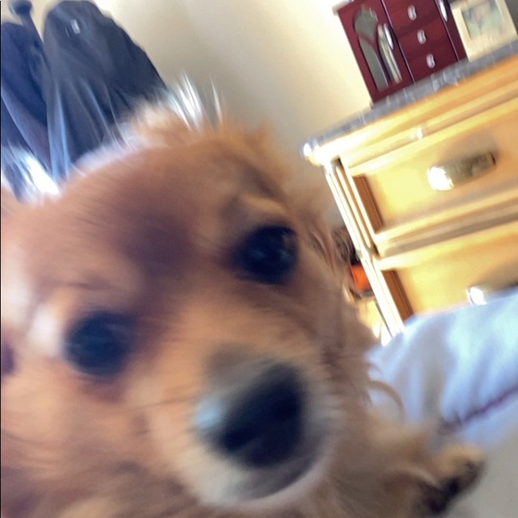 Profile Picture of Danny Napiza (@danonapiza0921) on Poshmark