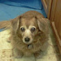 Profile Picture of ThunderPawsAM (@@ThunderPawsAM) on Tiktok