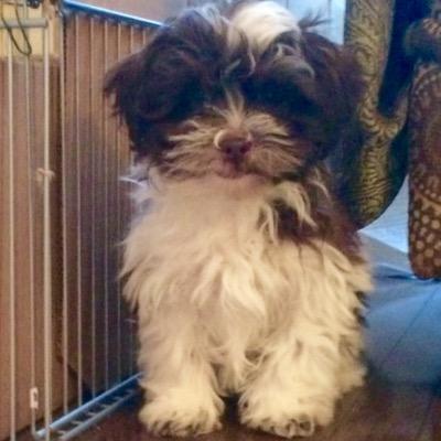 Profile Picture of Igor Kotlyar (@IKotlyar) on Twitter