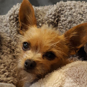 Profile Picture of Mattie Miller (@M4dd0g36o7) on Youtube