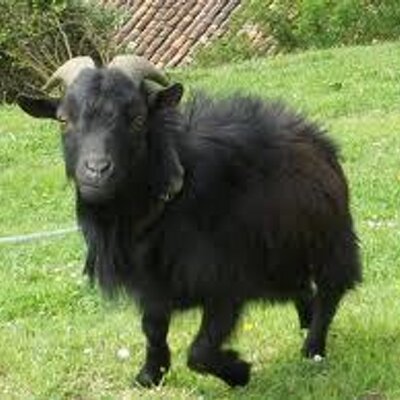 Profile Picture of Bart Simpson (@elcabrito_negro) on Twitter