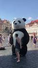 Profile Picture of   panda panda panda in Prague... (@shutingyang) on Tiktok