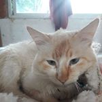 Profile Picture of juli (@julia_angeloni) on Instagram