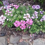 Profile Picture of Paulina Pawlowska (@pawlowska635) on Instagram