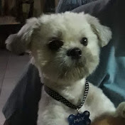 Profile Picture of Jose Daniel Segarra Estrada (@josedanielsegarraestrada6267) on Youtube