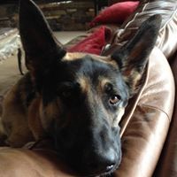 Profile Picture of Leif Pedersen (@trollfacer92) on Pinterest