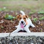 Profile Picture of jack russell  | I'm Junior (@ig_priormanee) on Instagram