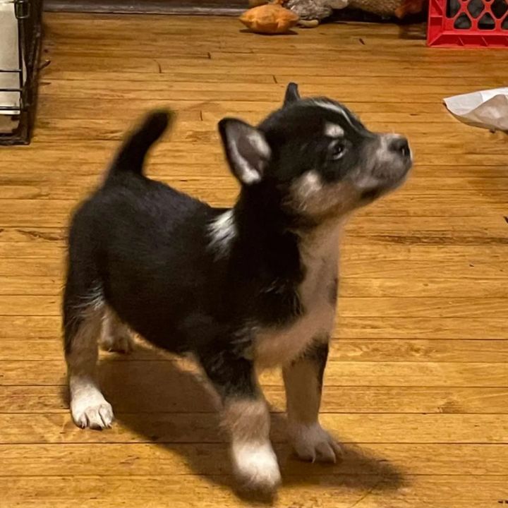 Profile Picture of Joshua Alexander (@alexanderkennels) on Tiktok