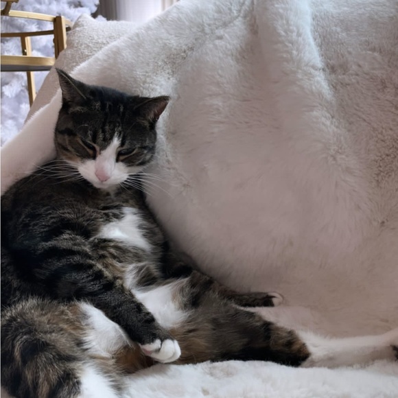 Annabelle leigh Mitchell - Poshmark Profile Picture of Annabelle leigh Mitchell (@bellebellee) on Poshmark