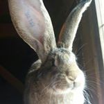 Profile Picture of Peter (@peter_kier) on Instagram