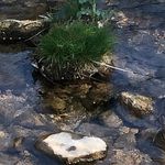 Profile Picture of Corinne Wittwer (@curry_baer) on Instagram