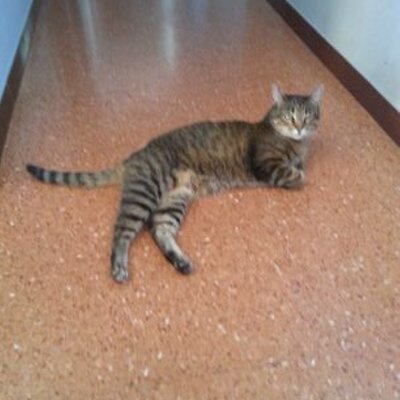 Profile Picture of Adrian Exposito (@adrianexposito4) on Twitter