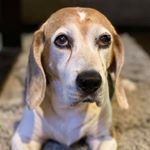 Profile Picture of Darren Da Silva (@darren.dasilva.5264) on Instagram