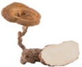 Profile Picture of Lignosus rhinoceruson Wikipedia