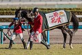 Profile Picture of Durezza (horse)on Wikipedia