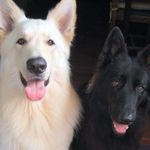 Profile Picture of Nicole Roberts (@whitefang.grrr) on Instagram