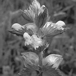 Profile Picture of Vincent Luciano (@anomalous_bract) on Instagram