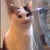 Profile Picture of tobyMarshall (@tobyasiten) on Tiktok