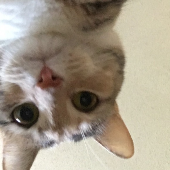 Profile Picture of Hannah Arwine (@hearwine) on Poshmark