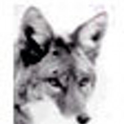 Profile Picture of Alex I. Mandel (@aimandel) on Twitter