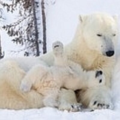 Profile Picture of Sue McCombs (@savpolarbears) on Twitter