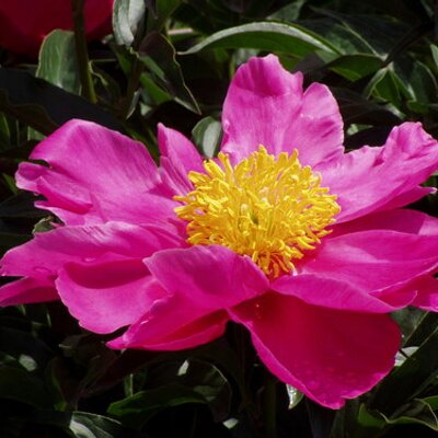 Profile Picture of Alexa Pedersen (@AlexaFawns) on Twitter