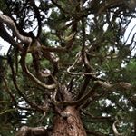 Profile Picture of Florian Ruf (@edward_elgar) on Instagram