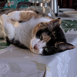 Profile Picture of Stanze (@stanze,) on Flickr