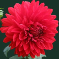 Grace Larson - Quora Profile Picture of Grace Larson (@grace-larson-49) on Quora