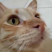 Profile Picture of May Wong (@maywong8523) on Youtube