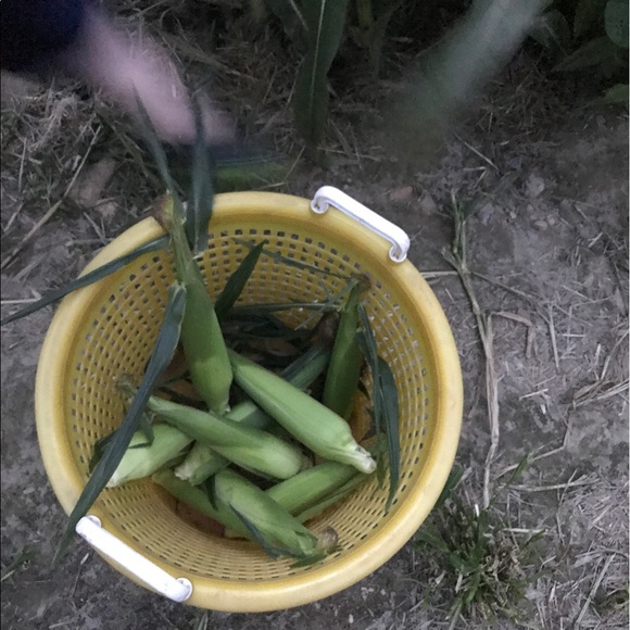 Profile Picture of Sue Persicano (@spersicano) on Poshmark