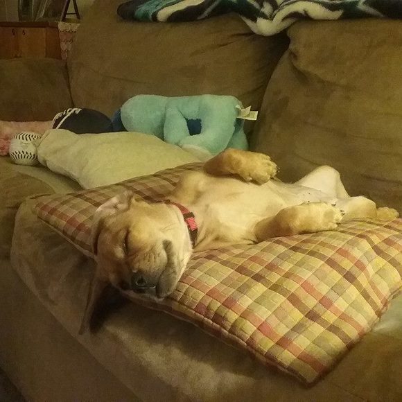 Profile Picture of Arnoldo Leon (@arnoldo_leon) on Poshmark