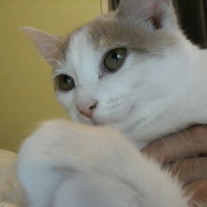 Profile Picture of Gracie Ballantyne (@catville123) on Tiktok