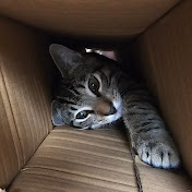 Profile Picture of Robin Mullins (@rdmullins) on Youtube