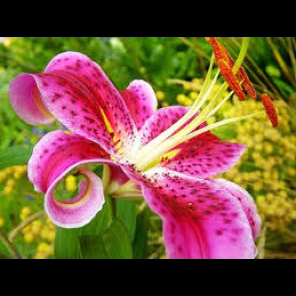 Tony Lamarca - Poshmark Profile Picture of Tony Lamarca (@lamarca) on Poshmark