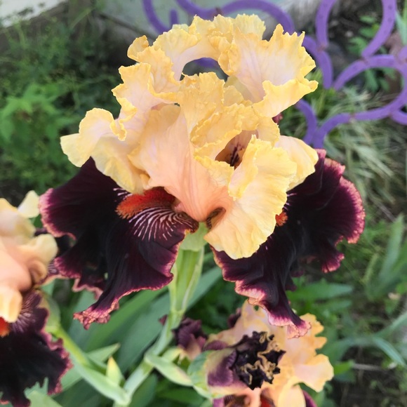 Profile Picture of Dee Vanduser (@deevanduser1) on Poshmark