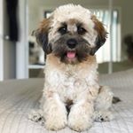 Profile Picture of Lexi 💕 (@lexi.minicavoodle) on Instagram
