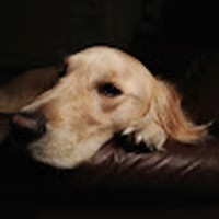 Profile Picture of Susan Giovengo (@susan-giovengo) on Quora