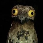 Profile Picture of That Duck Terry (@thatduckterry) on Instagram