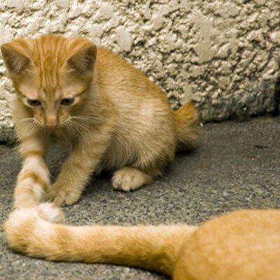 Profile Picture of Mai (@mike_s_6) on Twitter