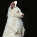 Profile Picture of Suzanne Schelling-Chambers (@schellingchambers) on Instagram