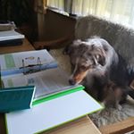 Profile Picture of Miniaussi Baxter und Sonja (@sonja0466) on Instagram