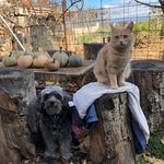 Profile Picture of La Huerta De Jesús Y Lassie. (@miabueloerahortelano) on Instagram