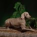 Profile Picture of Jane Scott (@weimaranerlover) on Pinterest