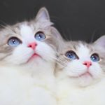 Profile Picture of Victor Cheng (@victor_cheng1983) on Instagram