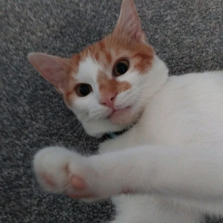 Profile Picture of Keone (@keonewalcott) on Tiktok